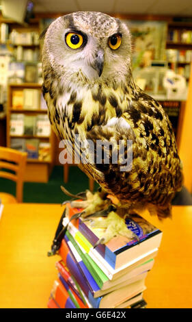 Flash die Adlereule sitzt auf einem Haufen seltener Harry Potter 1. Ausgaben und Proofs im Ottaka`s Buchladen in Edinburgh. Die beliebten Bücher, geschrieben von J K Rowling, werden in der Stadt von Lyon & Turnbull versteigert. Harrypottergal Stockfoto